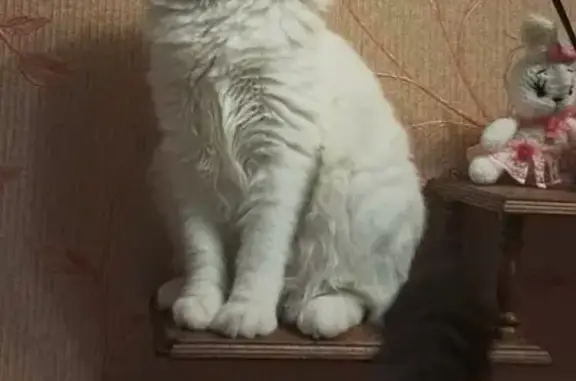 Кошки потеряшки, Москва, фото: Потеряшка кошка Витюша, ул. Ватутина, Москва