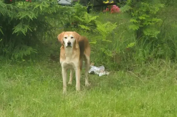 Собака найдена у магазина, ул. Мира, 1А