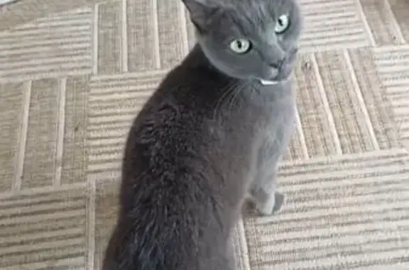 Найдена кошка, Волоколамск, фото: Найдена серая кошка, Первомайская 14