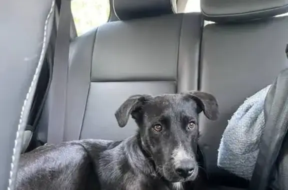 Найдена собака, ул. Адамюка, 4, Казань