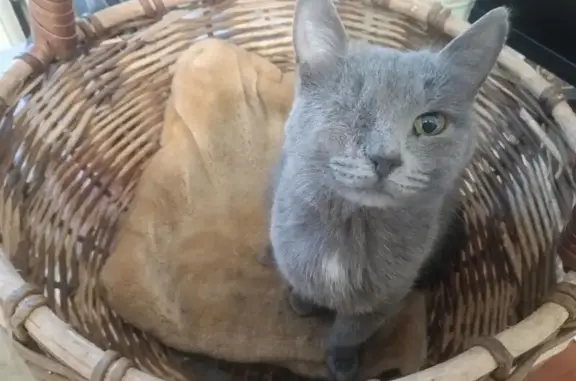 Пропала кошка, ул. Й. Кырли 14, Йошкар-Ола
