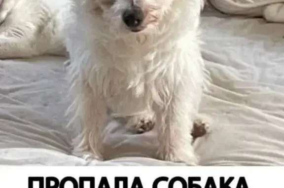 Пропала собака, Пениковское поселение