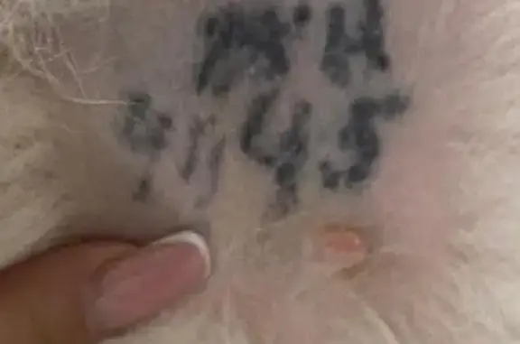 Найдена собака, Казань, фото: Собака найдена: Ноксинский Спуск, Казань