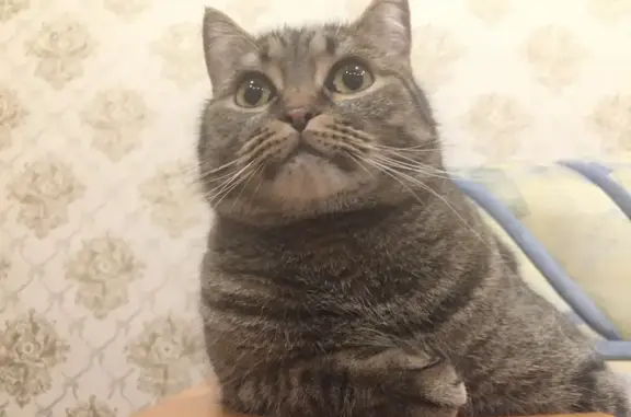 Кошки потеряшки, Усинск, фото: Потеряшка кошка, Усинск, Строителей 14