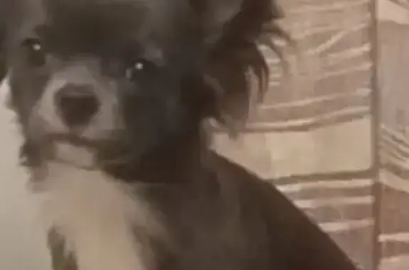 Собаки потеряшки, Маганский сельсовет, фото: Потеряшка чихуахуа, ст. Петряшино, 22 июня