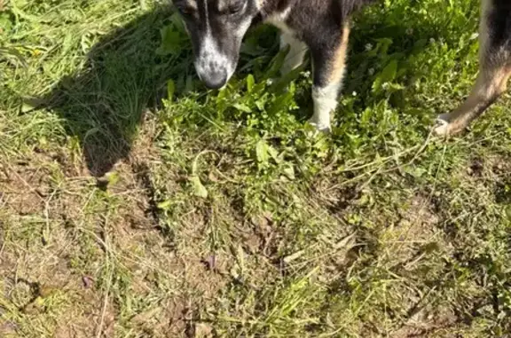 Найдена собака, , фото: Собака найдена: Изумрудная ул, 49