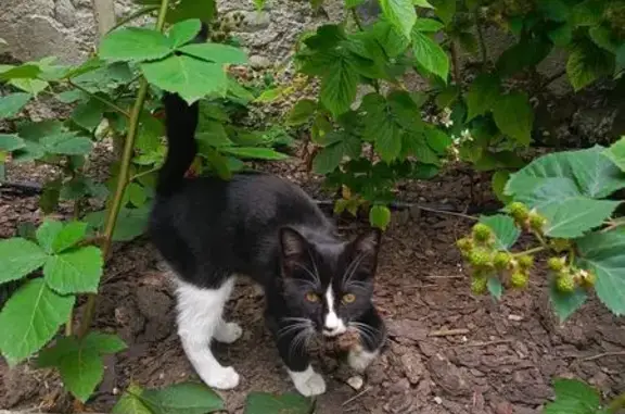 Кошка найдена: Российский пер., 3, Нальчик