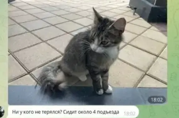 Найдена кошка, Калининград, фото: Кошка найдена на Марата, 1, Калининград
