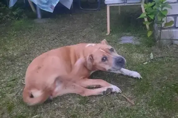 Найденные животные Калининский муниципальный округ, фото: Найдена собака, 2-я улица, 22