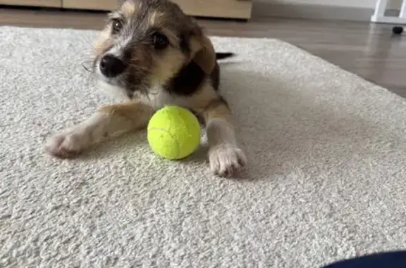 Щенок найден: пл. Минина, 7, Н. Новгород