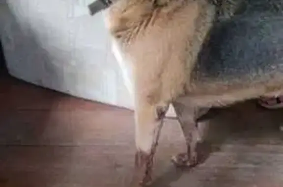 Найдена собака, Красноярск, фото: Собака найдена: «Енисей», Красноярск