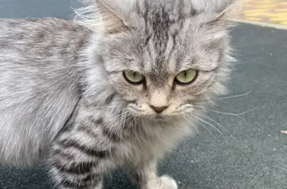 Кошка найдена: ул. Куникова, 18 к5, Краснодар