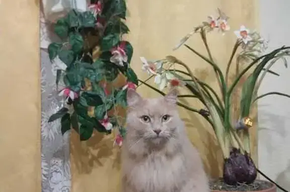Пропала кошка, Омск, ул. 140