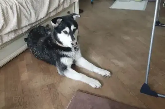 Найденные животные Москва, фото: Собака найдена: Салтыковская ул, 20, Москва