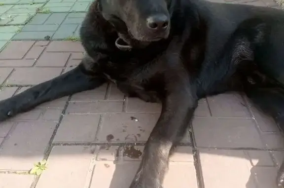 Найдена собака, Каменка, фото: Лабрадор найден: Ирбитская ул, 72, Каменка