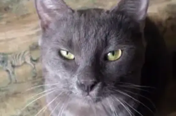 Найдена кошка, Москва, фото: Кошка найдена: пр. Мира, 146, Москва