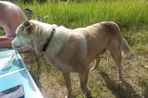 Найдена собака, Владимир, фото: Найдена собака, Судогодское шоссе, Владимир