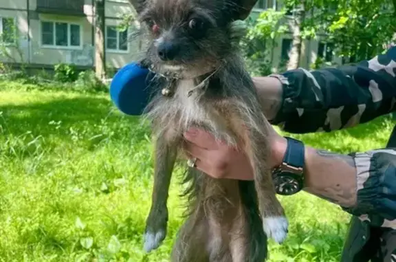 Найдена собака, Санкт-Петербург, фото: Собака найдена на Карпинского, 33 к1