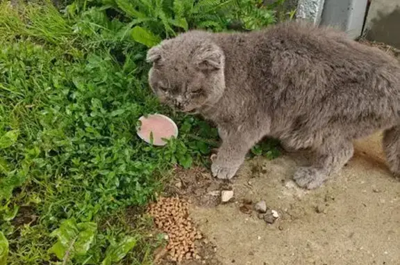 Найдена кошка, , фото: Найдена кошка, МО, вислоухий британец