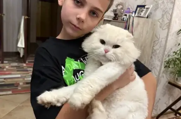 Пропала кошка, Калачево, Ивановская обл.