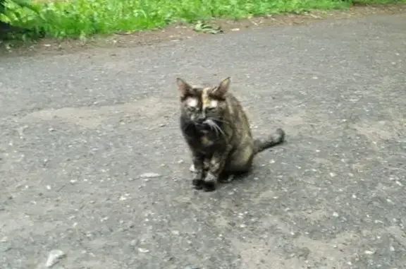 Найденные животные Тверь, фото: Кошка найдена: ул. Склизкова, 83, Тверь