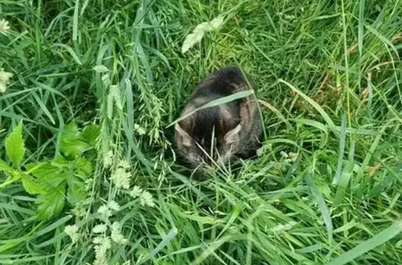 Найдена кошка, Москва, фото: Кошка найдена: ул. Соловьиная Роща, вл7