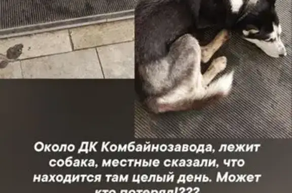 Собака найдена, Пролетарская ул., Тула