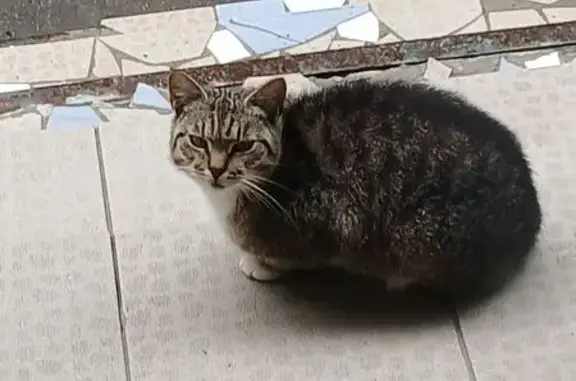 Кошка найдена: Парковая ул., 15, Вел. Новгород