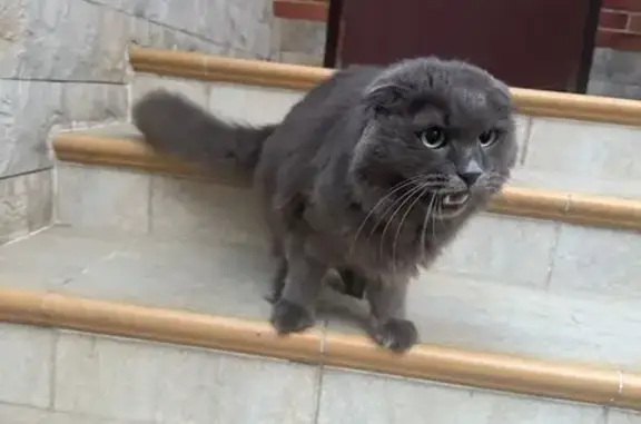 Серый кот найден: Пятницкое ш., Рождествено