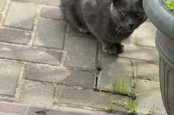 Найдена кошка, , фото: Кошка найдена: 1-я улица, Домодедово
