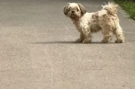 Найдена собака, Рязань, фото: Собака найдена: Полетаева 4, Рязань