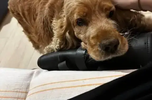 Пропал кокер-спаниель, Бишимбаева ул.