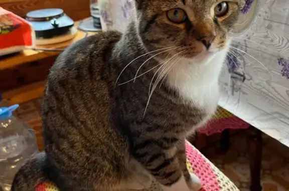 Найдена кошка, Орехово-Зуево, фото: Кошка найдена: ул. Бугрова, 3А, Орехово-Зуево