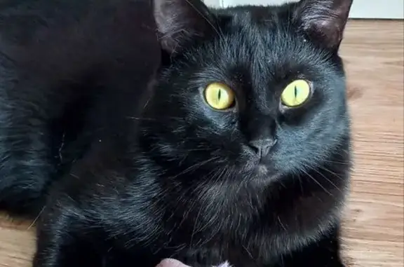 Пропала кошка на Гладкова, 12, Пенза