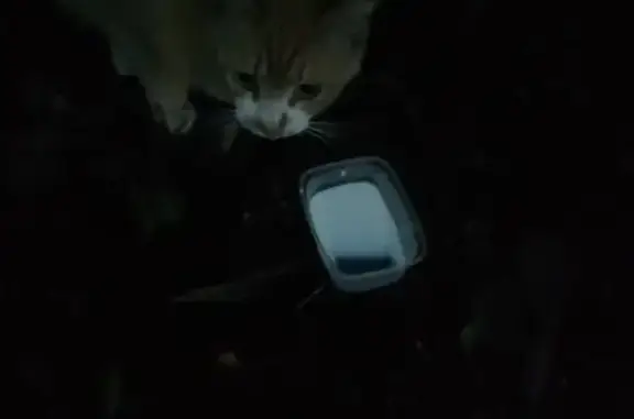 Котик найден: ул. Новый Кавказ, Пенза