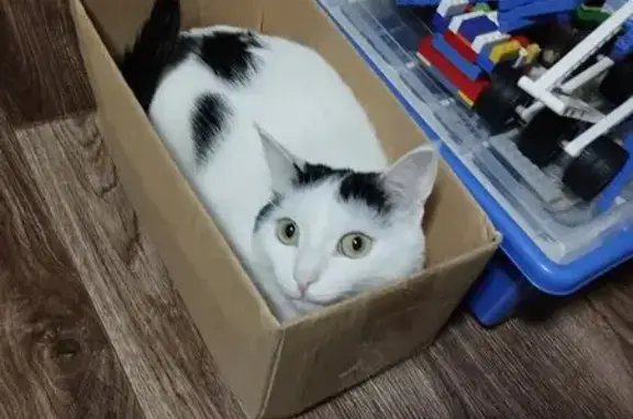 Потерянные животные Красноуфимск, фото: Пропала кошка, переулок Бажова, 5