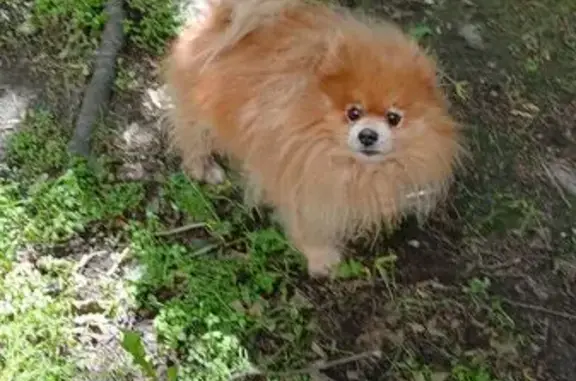 Объявления о пропавших и найденных животных, Санкт-Петербург, фото: Найдена собака, пр. Луначарского 66 к1