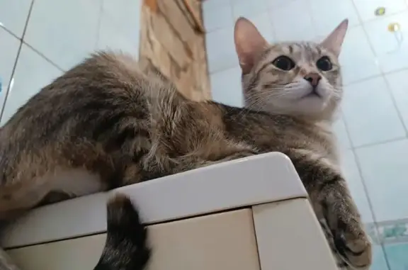 Пропала кошка, ул. Багратиона, 11, Омск