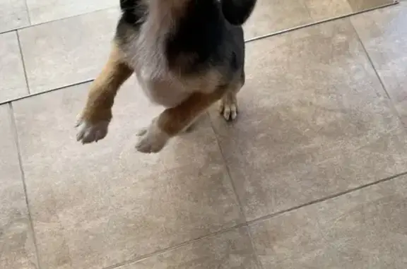 Найдена собака, Староминская, фото: Щенок найден: Выгонная ул, 175А, Староминская