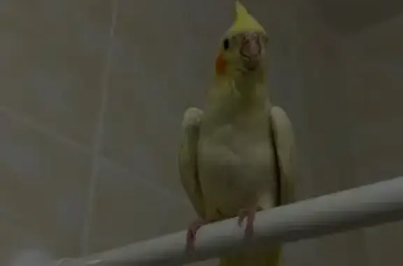 Пропал попугай на Мичуринской улице