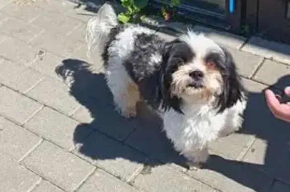 Найдена собака, Щеглово 35