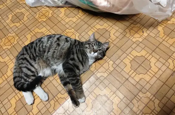 Кошки потеряшки, Зея, фото: Потеряшка кошка, Зея, Центральный пер., 8