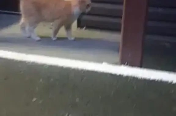 Рыжий котик найден на Инженерной 64