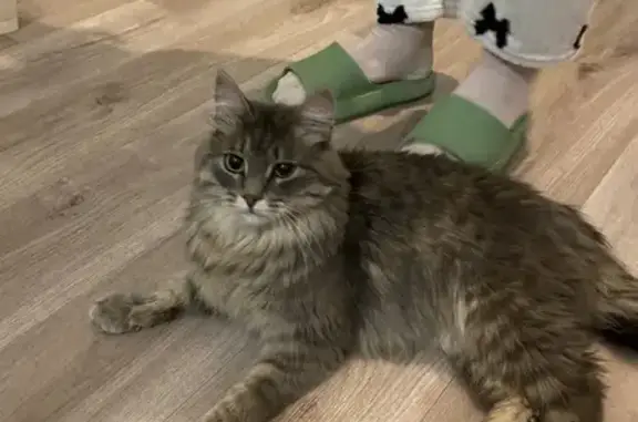 Кошка найдена на Постовского, 17А, Екб