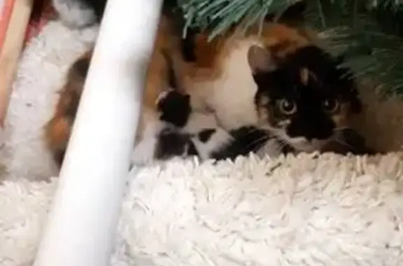 Кошка с котятами найдена: Дзержинского 213