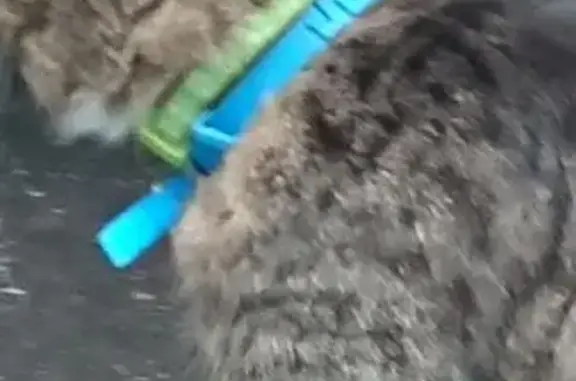 Найдена кошка, Москва, фото: Кошка найдена: Верхние Поля, 35 к4, Москва