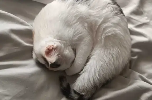 Найдена кошка, Ставрополь, фото: Найдена кошка, ул. 50 лет ВЛКСМ, 51/2