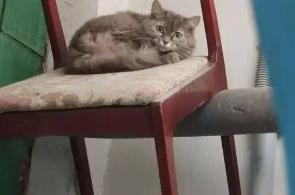 Найдена кошка, Иваново, фото: Кошка найдена на Бубнова, 76, Иваново