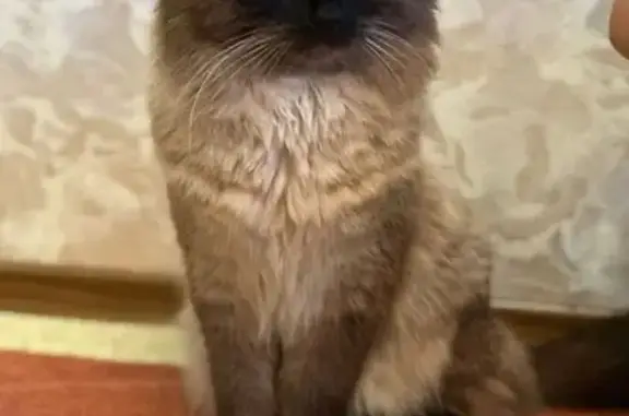 Пропала кошка, Транспортная ул, 7А, Оренбург