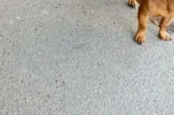 Рыжий пес найден на Автомобильной, 6